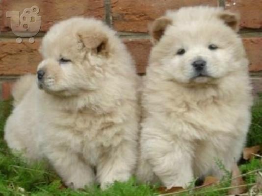 Chow chow BEIGE καθαρόαιμα επιλογής